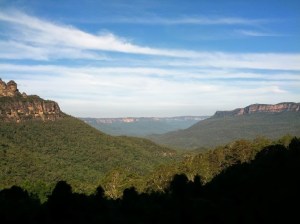 Beauty in Eucalyptus