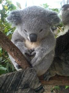 Koala Love